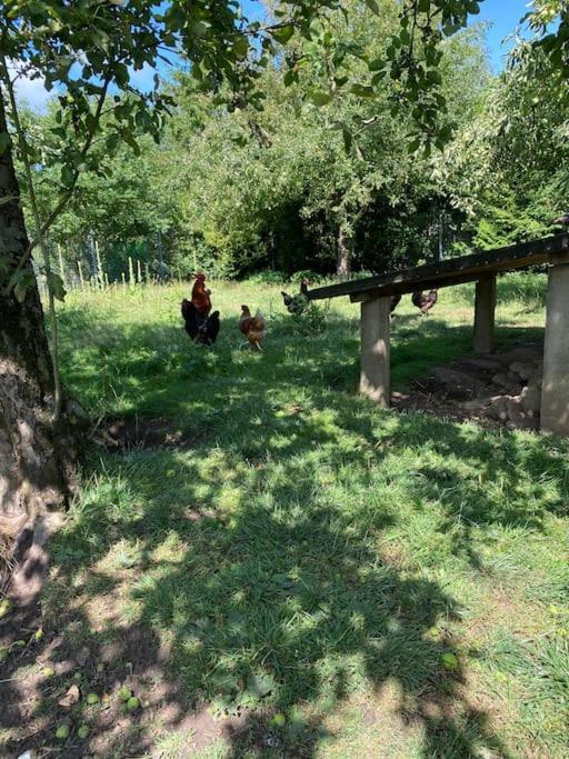 Familienurlaub Mit Hund An Der Ostsee Admannshagen-Bargeshagen Ngoại thất bức ảnh
