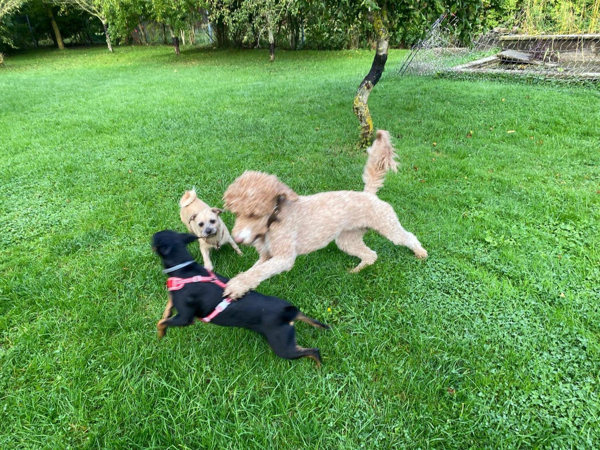 Familienurlaub Mit Hund An Der Ostsee Admannshagen-Bargeshagen Ngoại thất bức ảnh